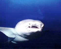 Nurse Shark - Burma Banks - Thailand by Dale Treadway 